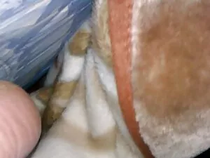 الرجل الأفلام شقراء  ...